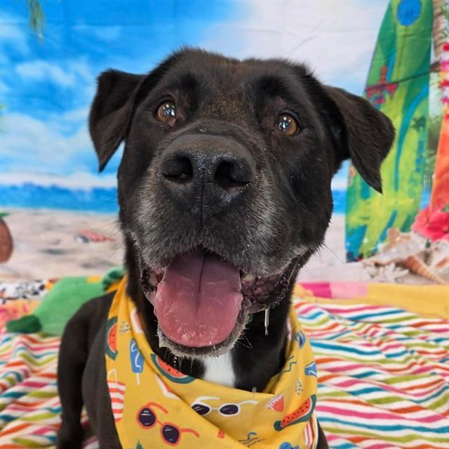 LOKI, Adoptable, Adult Male Labrador Retriever & Mixed Breed.