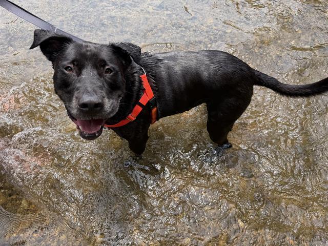 Enlarge LOKI, a Adoptable mixed breed in Indianapolis, IN image 1/1