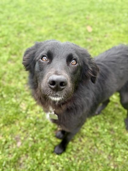Tito, ADOPTABLE, Adult Male Border Collie.