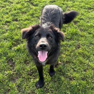 Tito, ADOPTABLE, Adult Male Border Collie.