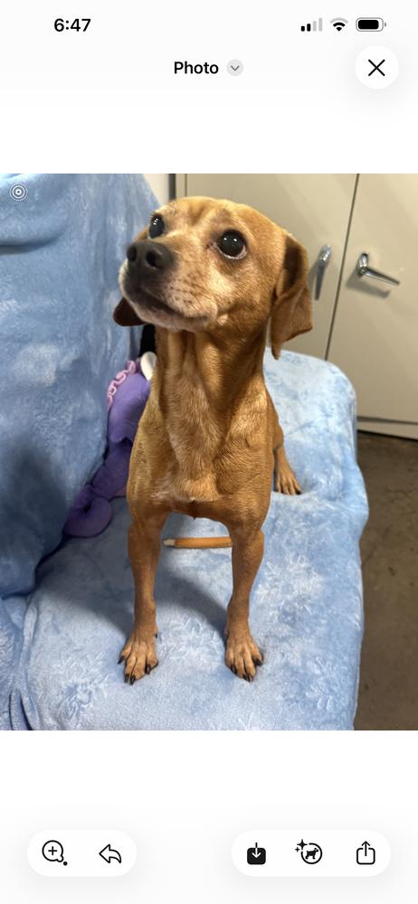 Enlarge McGriff, a Adoptable mixed breed in Cedartown, GA image 1/1