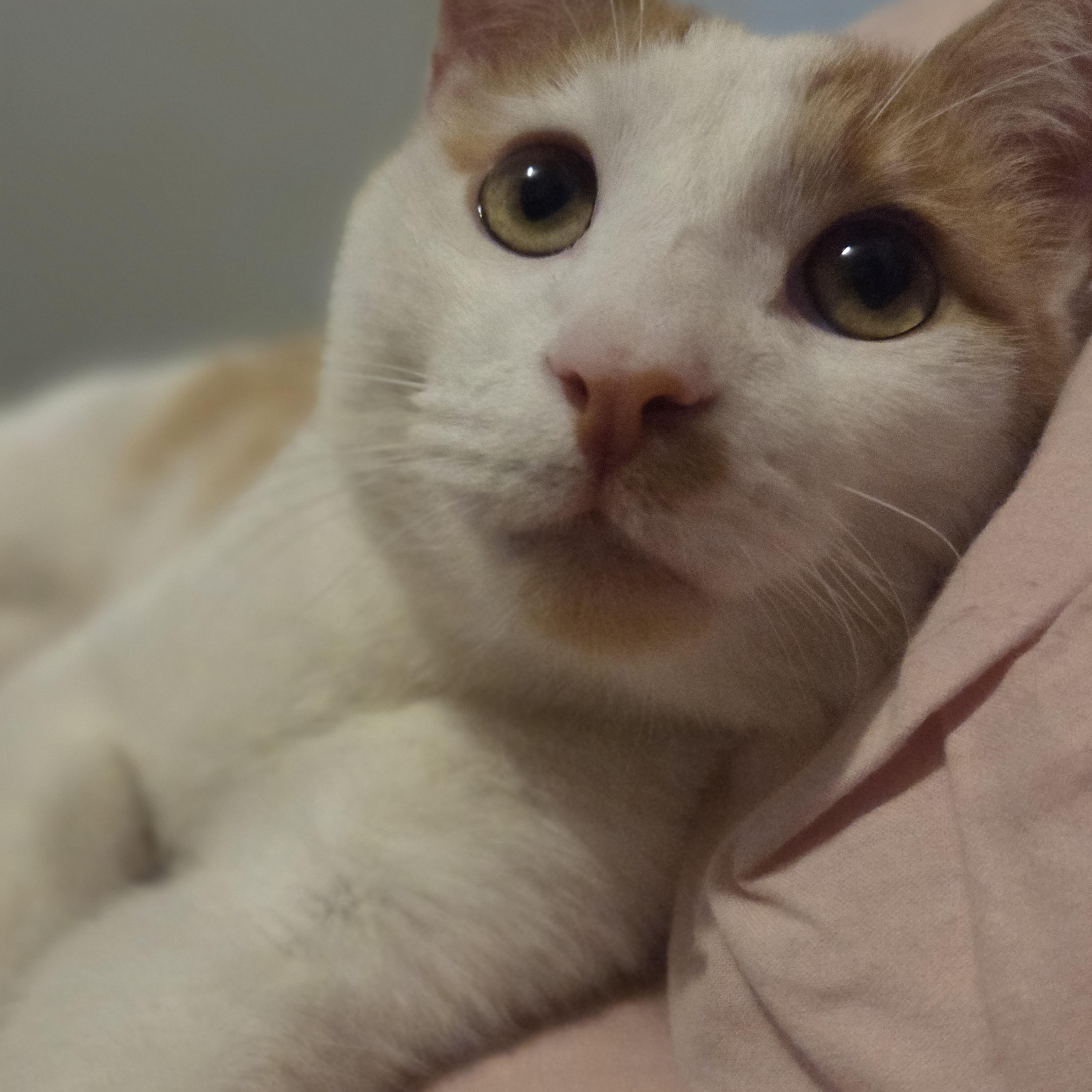 Mango, a ADOPTABLE mixed breed in Chicago, IL image 1/5