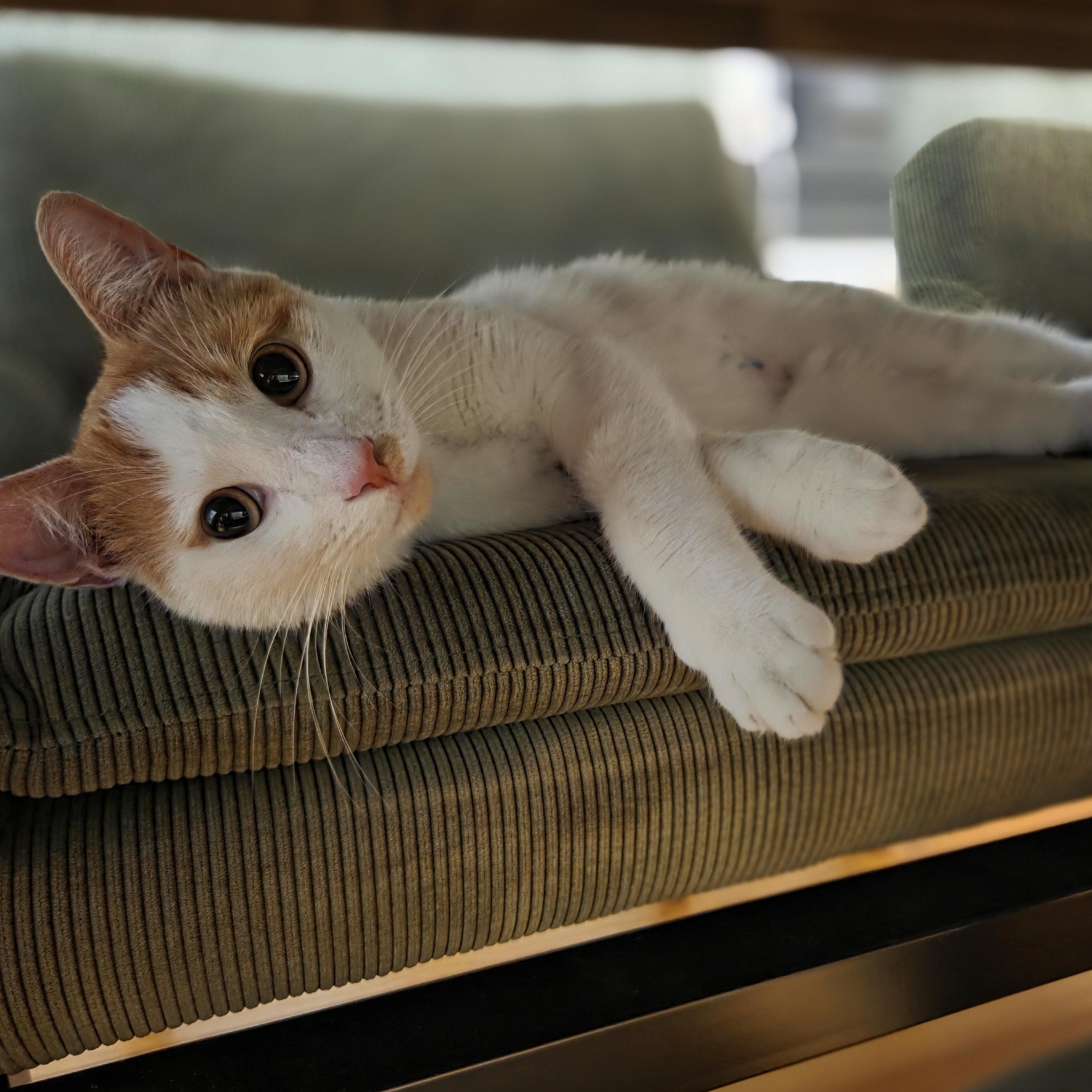 Mango, a ADOPTABLE mixed breed in Chicago, IL image 2/5