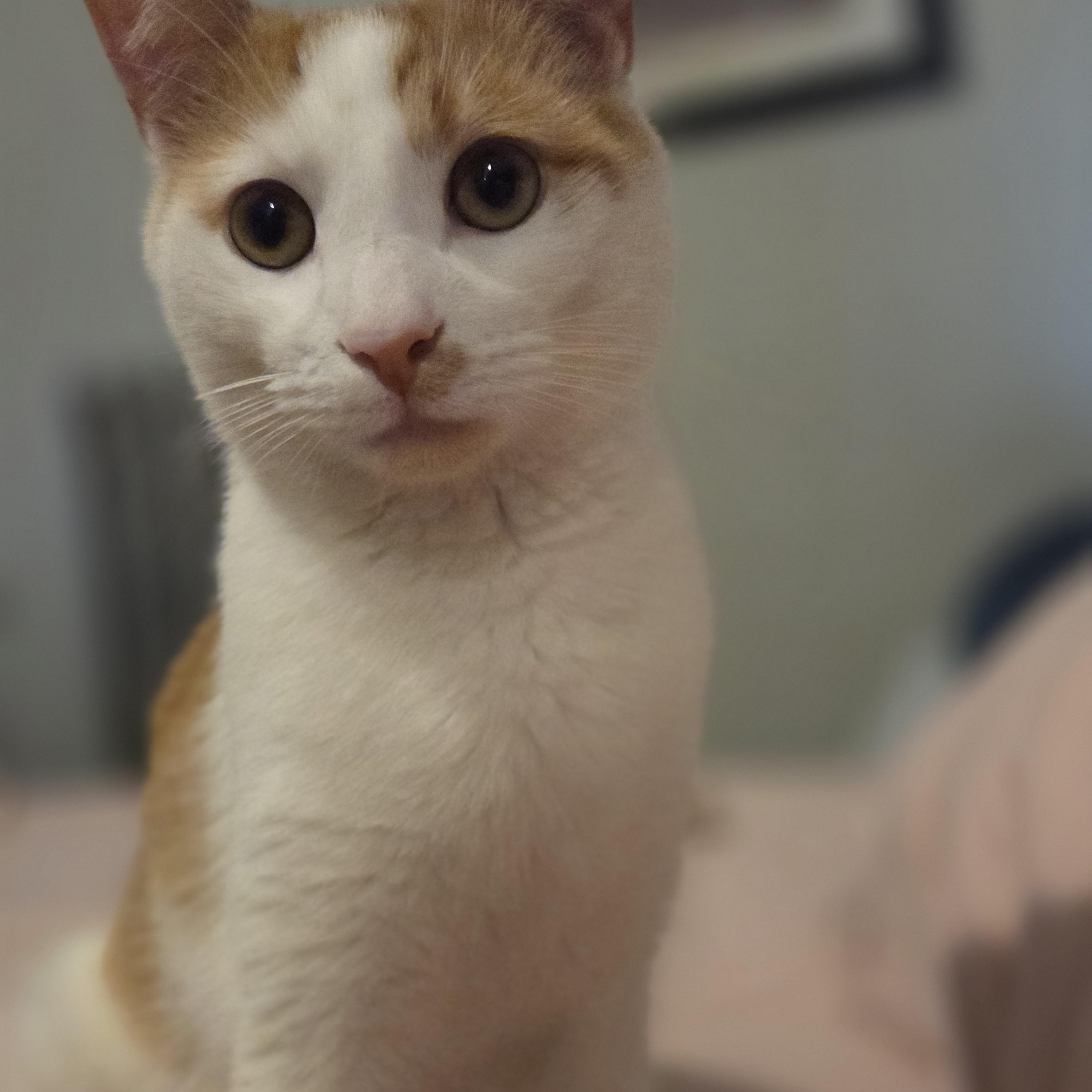 Mango, a ADOPTABLE mixed breed in Chicago, IL image 3/5