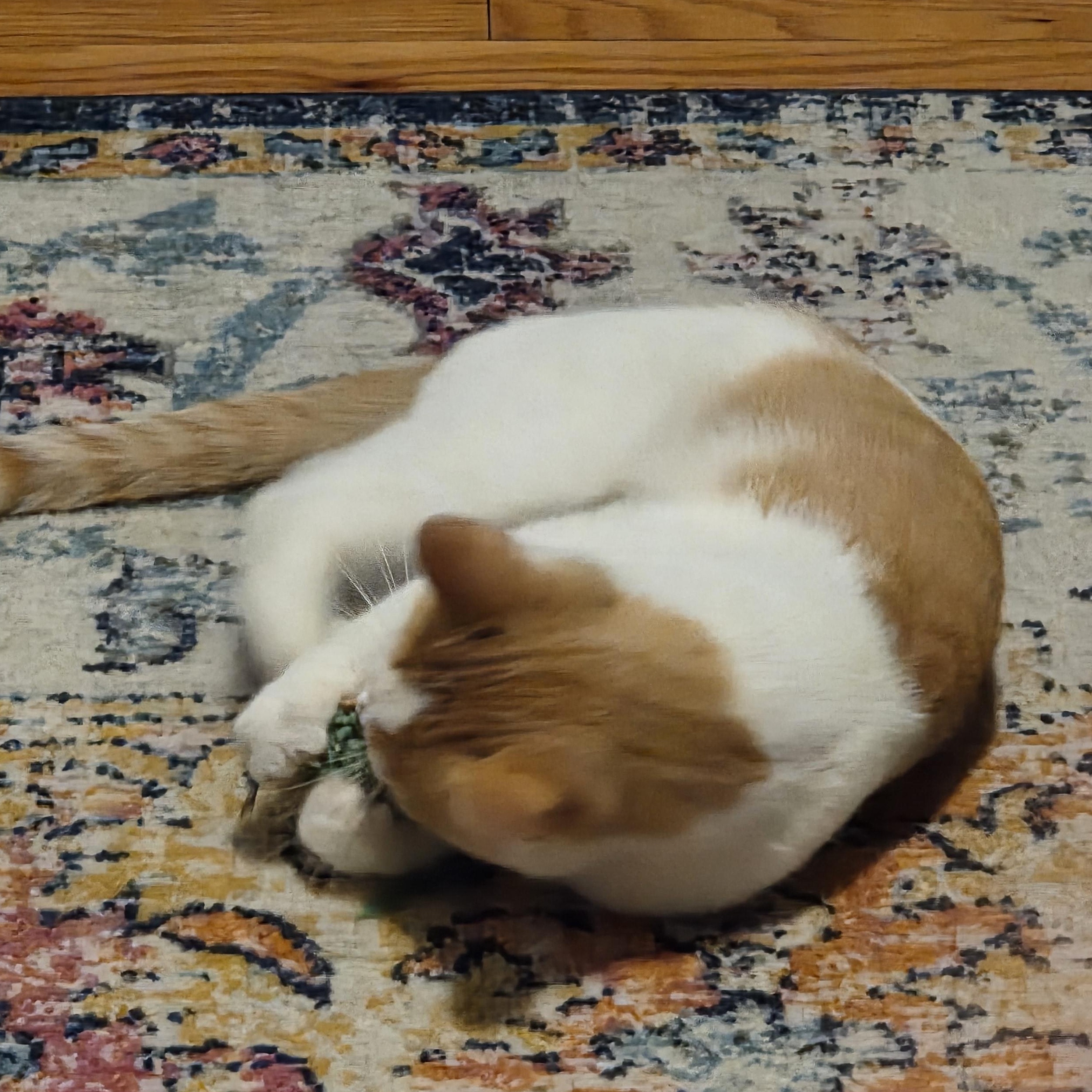 Mango, a ADOPTABLE mixed breed in Chicago, IL image 4/5