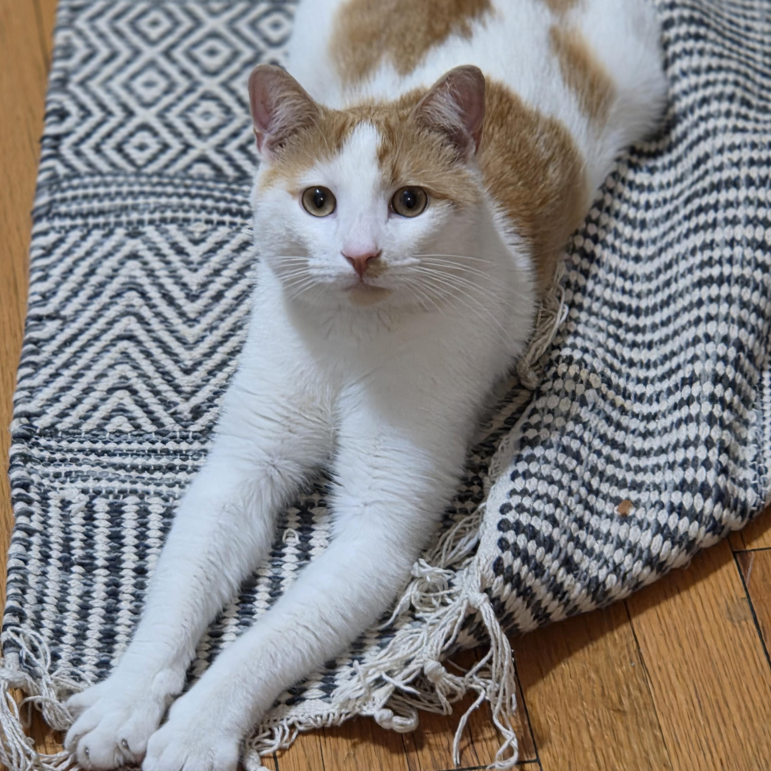 Mango, a ADOPTABLE mixed breed in Chicago, IL image 5/5