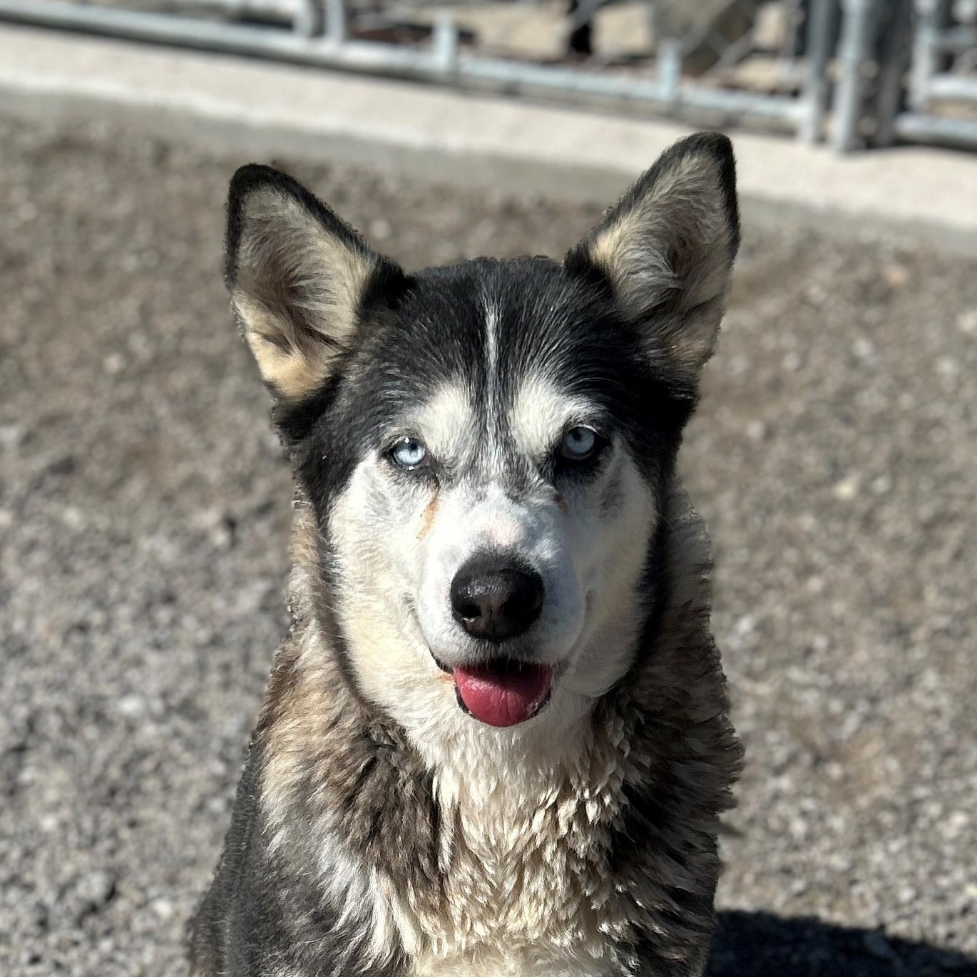 Enlarge 25-0053 "Kelly", a Adoptable Siberian Husky in Leavenworth, KS image 2/4