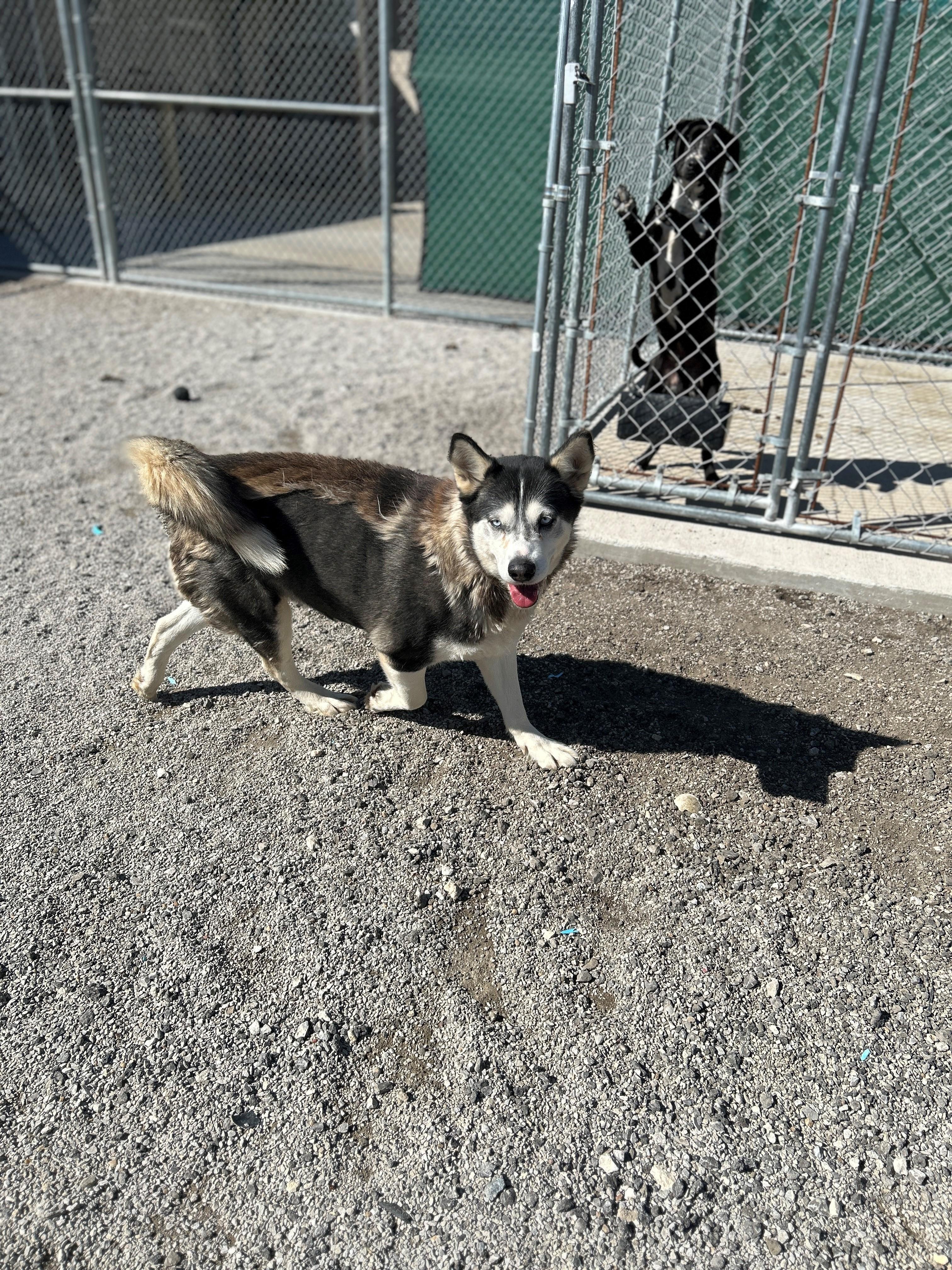 Enlarge 25-0053 "Kelly", a Adoptable Siberian Husky in Leavenworth, KS image 3/4