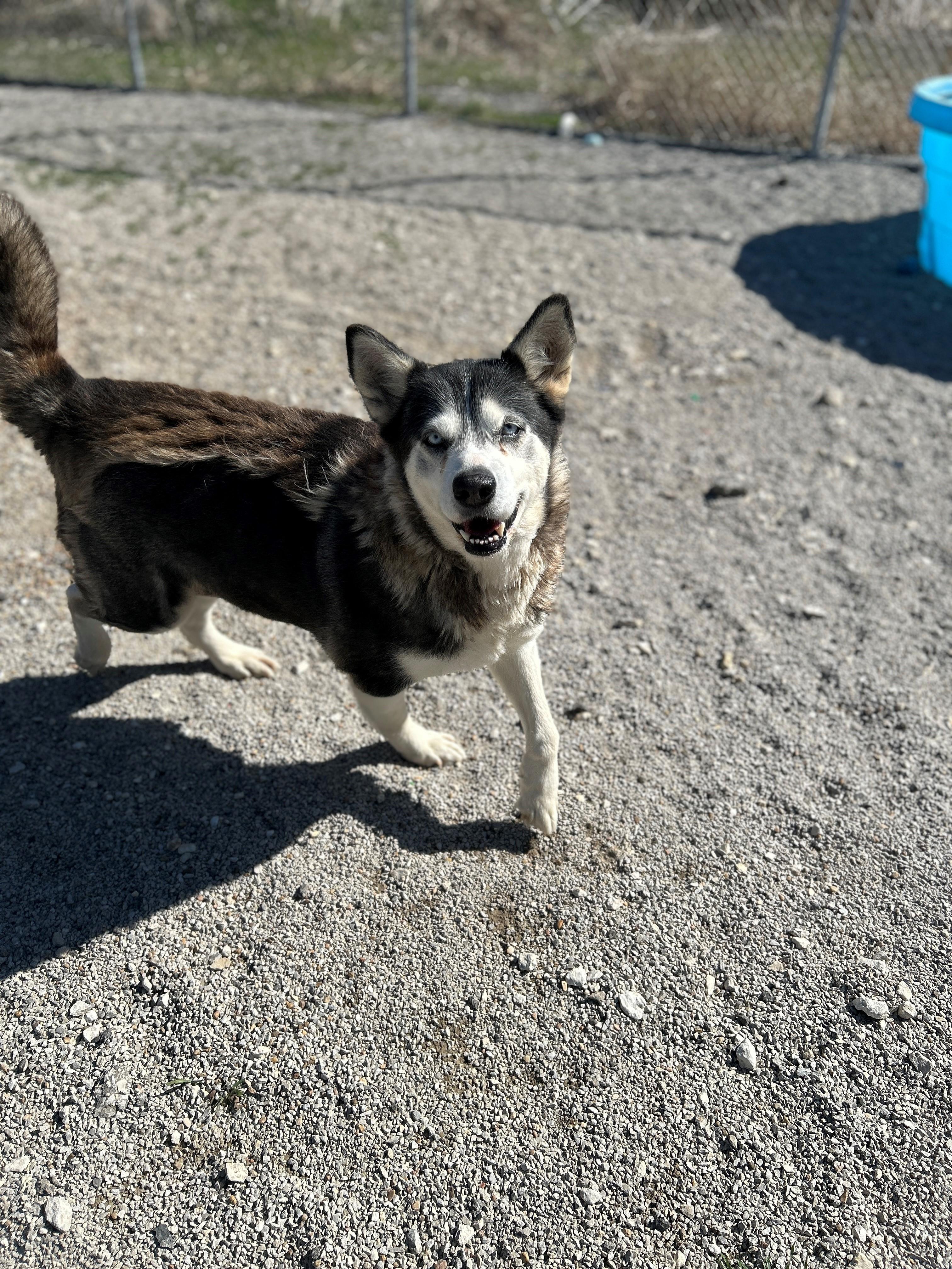 Enlarge 25-0053 "Kelly", a Adoptable Siberian Husky in Leavenworth, KS image 4/4