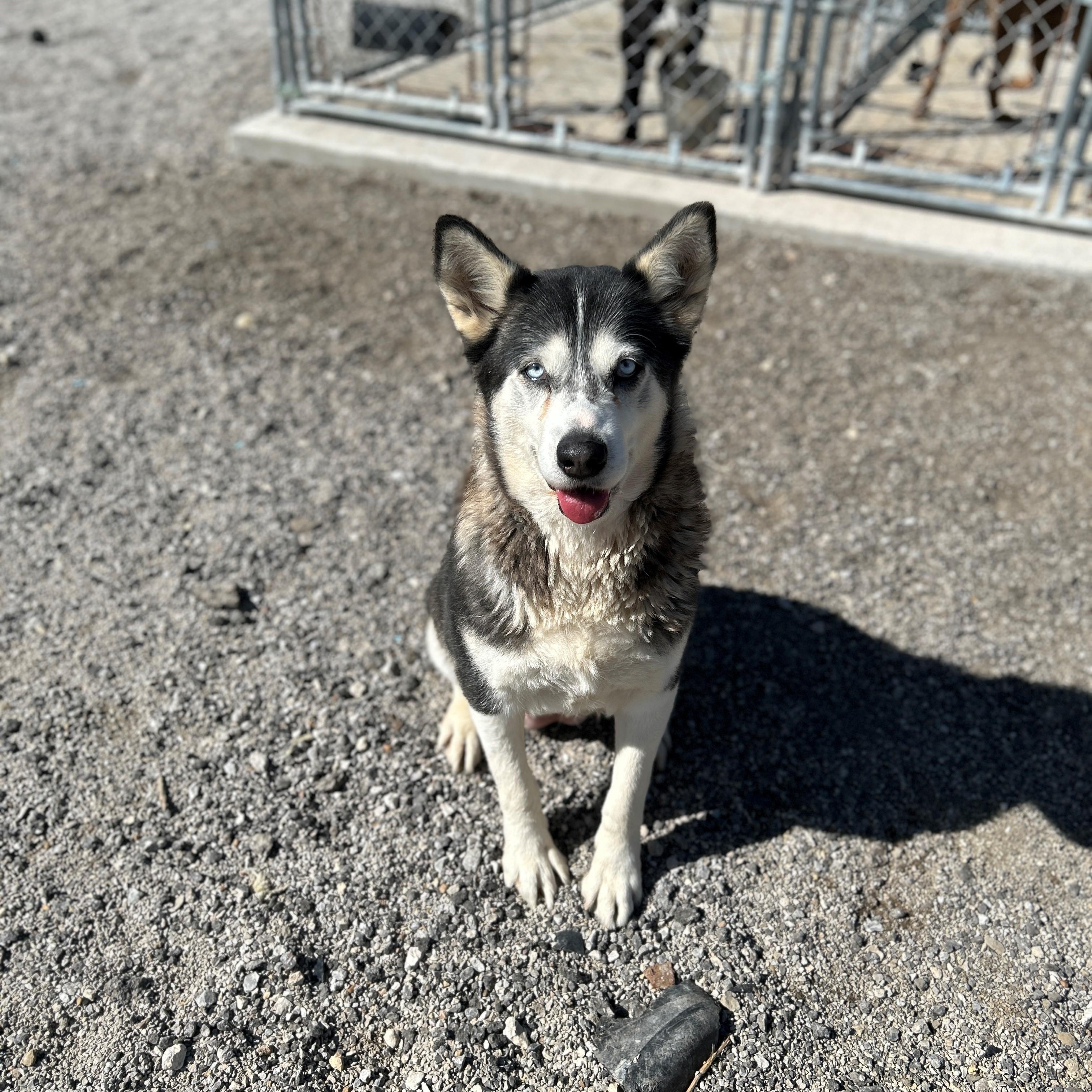 25-0053 "Kelly", Adoptable, Adult Female Siberian Husky.