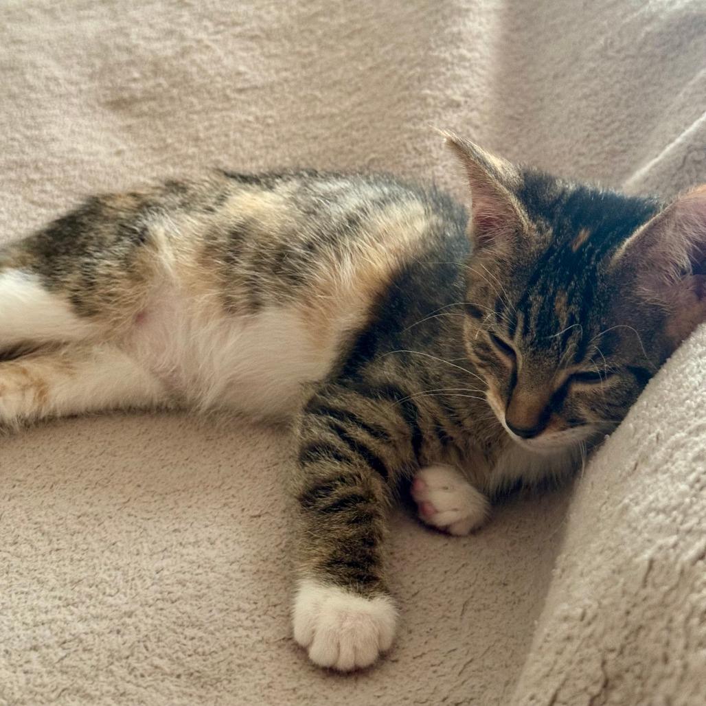Ruby, Adoptable, Kitten Female Domestic Short Hair.