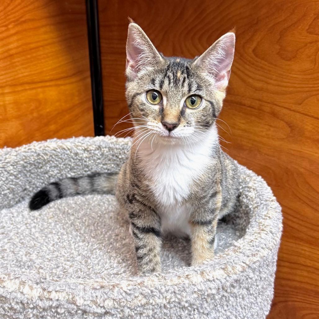 Enlarge Ruby, a Adoptable Domestic Short Hair in Jupiter, FL image 2/6