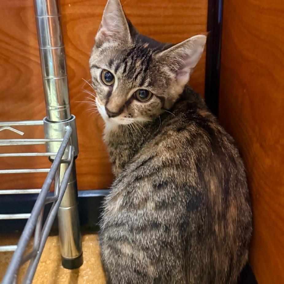 Enlarge Ruby, a Adoptable Domestic Short Hair in Jupiter, FL image 3/6