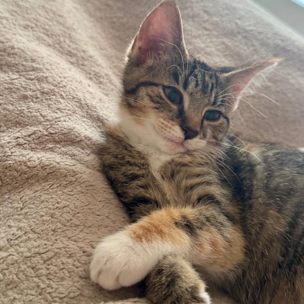 Enlarge Ruby, a Adoptable Domestic Short Hair in Jupiter, FL image 4/6