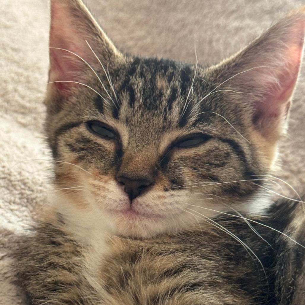 Enlarge Ruby, a Adoptable Domestic Short Hair in Jupiter, FL image 5/6