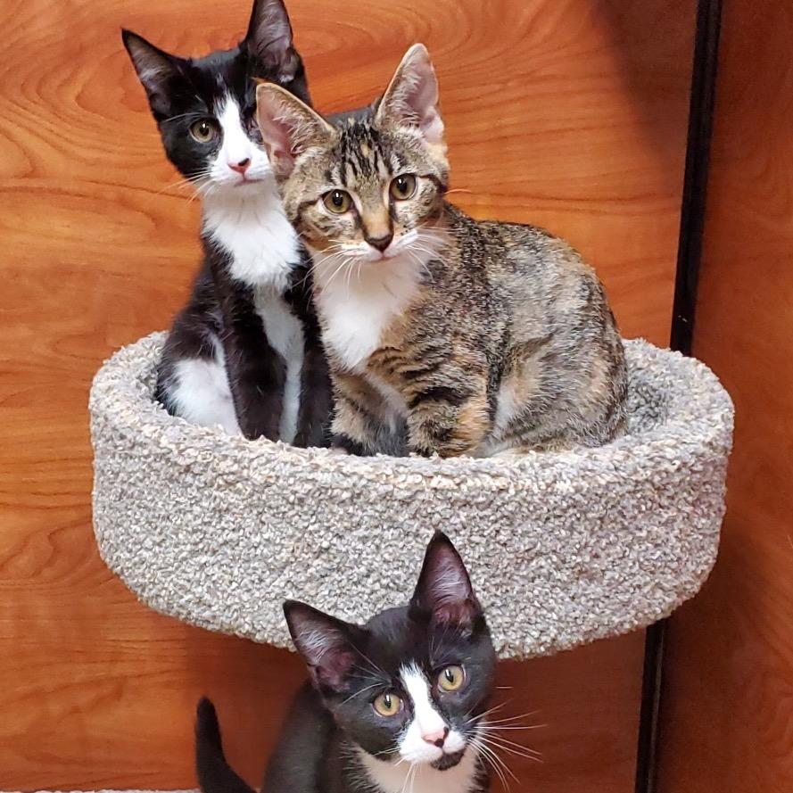 Enlarge Ruby, a Adoptable Domestic Short Hair in Jupiter, FL image 6/6