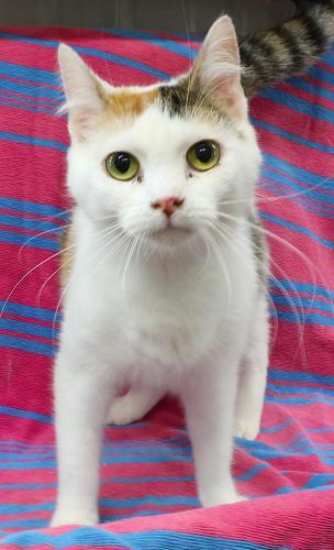 Isabella, Adoptable, Adult Female Domestic Short Hair.
