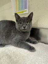 Desi *Bonded to Lucy