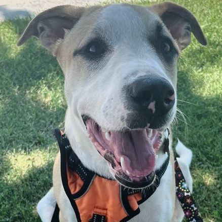 Enlarge Zio, a Adoptable mixed breed in Oklahoma City, OK image 9/10