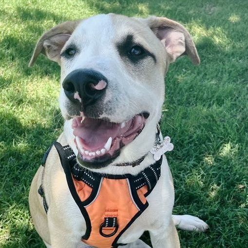 Zio, a Adoptable mixed breed in Oklahoma City, OK image 1/10