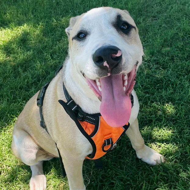 Enlarge Zio, a Adoptable mixed breed in Oklahoma City, OK image 10/10