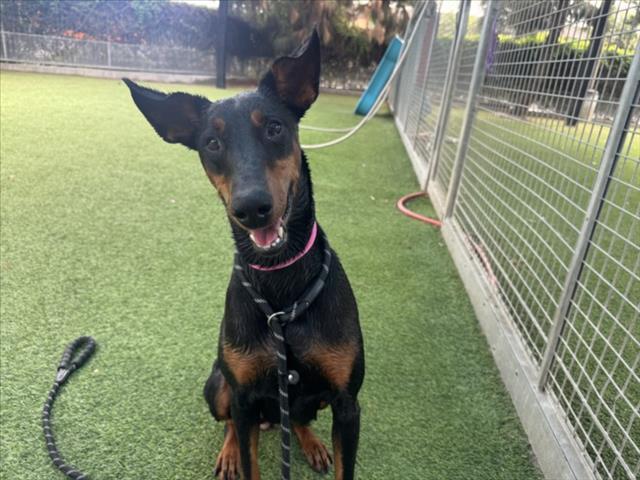 MOLLY, Adoptable, Adult Female Doberman Pinscher.