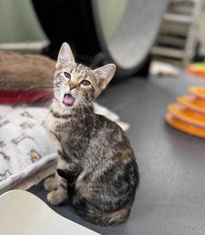 Mandolina, Baby Female Domestic Short Hair