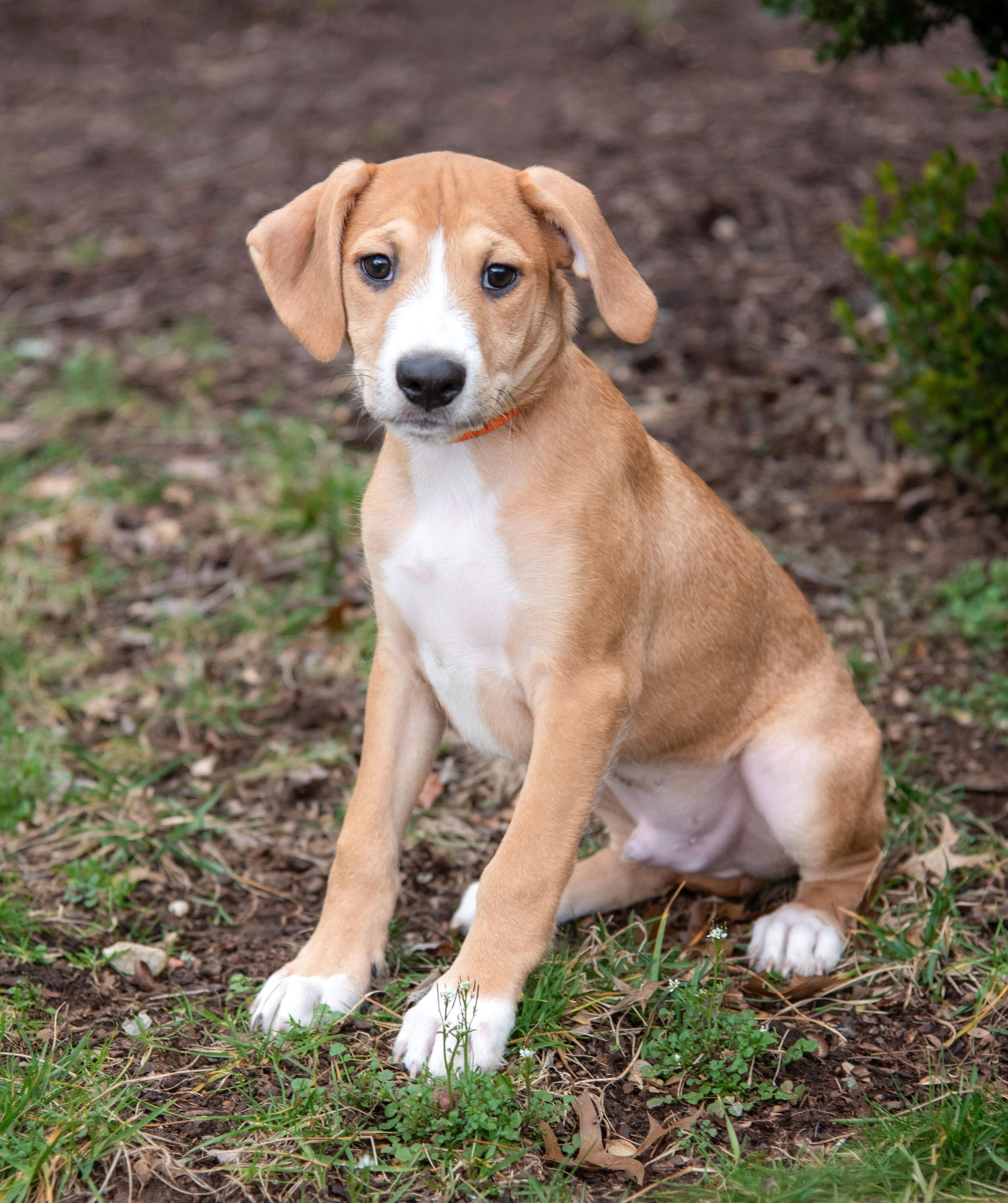 Dewey — thumbnail 5