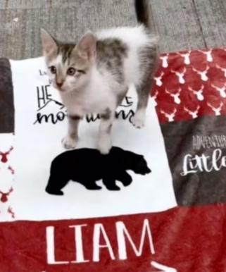 Enlarge Liam, a Adopted Domestic Short Hair in Kenner, LA image 3/4