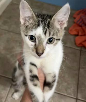 Liam, Adopted, Kitten Male Domestic Short Hair.