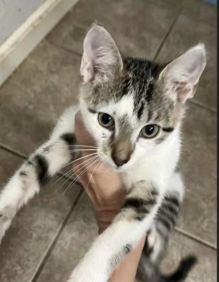 Enlarge Liam, a Adopted Domestic Short Hair in Kenner, LA image 4/4