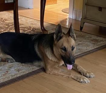 Enlarge Lucy Lou, a Adoptable German Shepherd Dog in Chattanooga, TN image 2/2