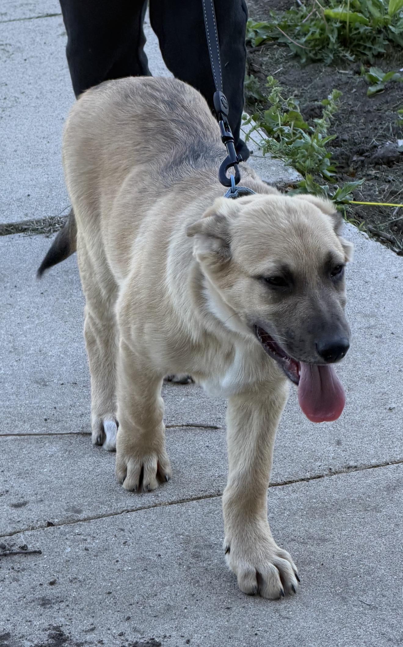 Enlarge Shuckely, a Adoptable mixed breed in Hindsboro, IL image 2/4