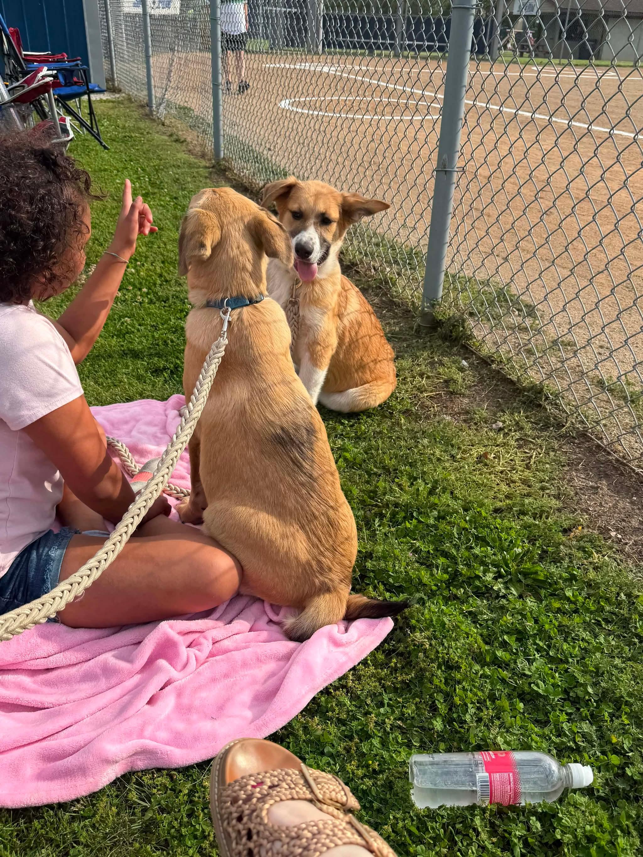 Enlarge Shuckely, an adoption pending mixed breed in Hindsboro, IL image 5/5