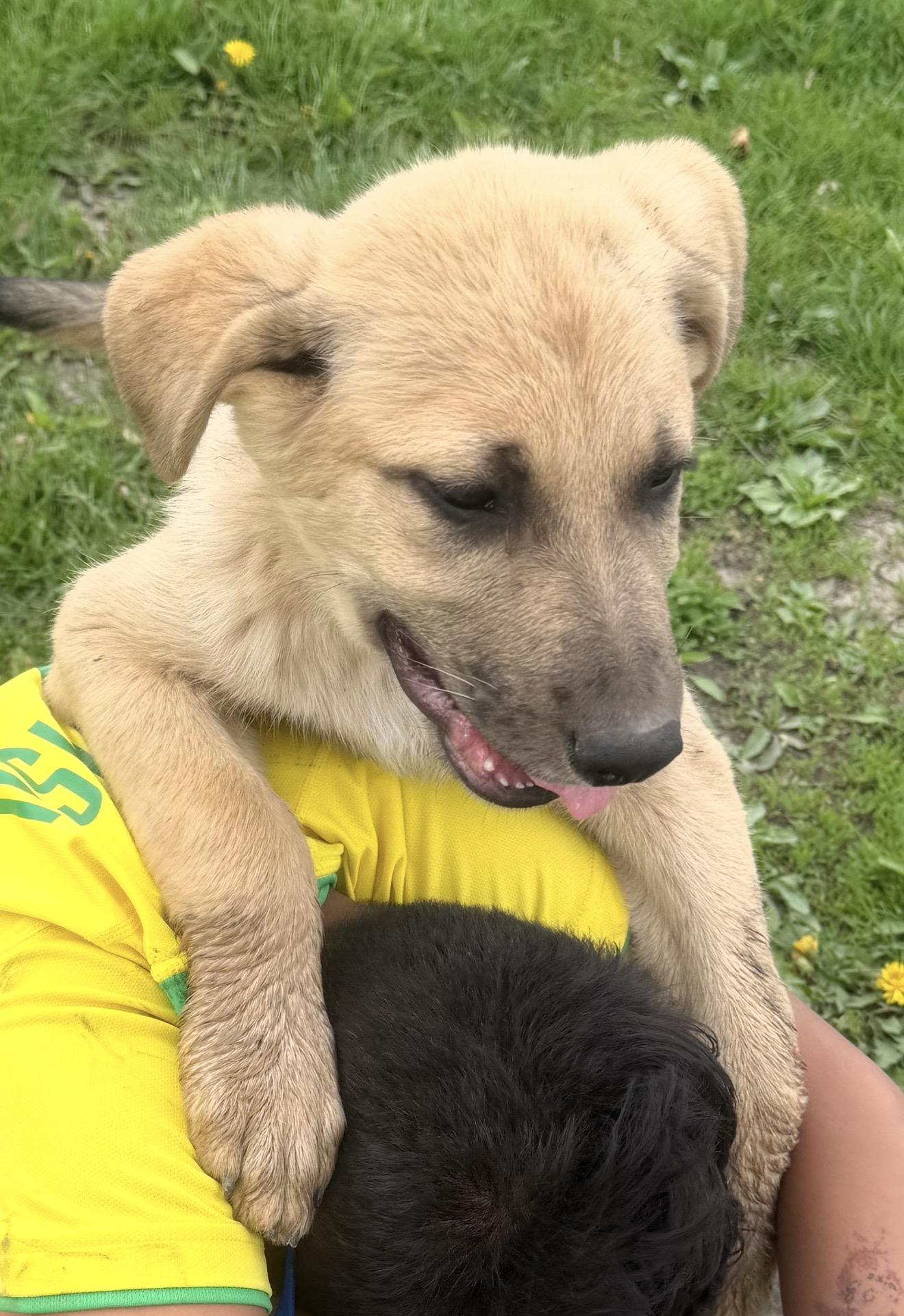 Enlarge Shuckely, a Adoptable mixed breed in Hindsboro, IL image 4/4