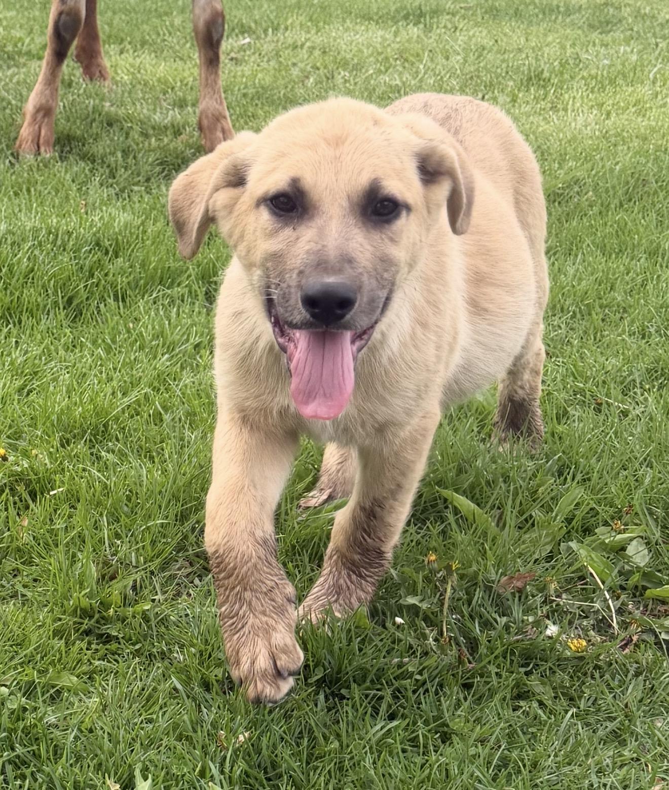 Shuckely, Adoptable, Puppy Male Saint Bernard.