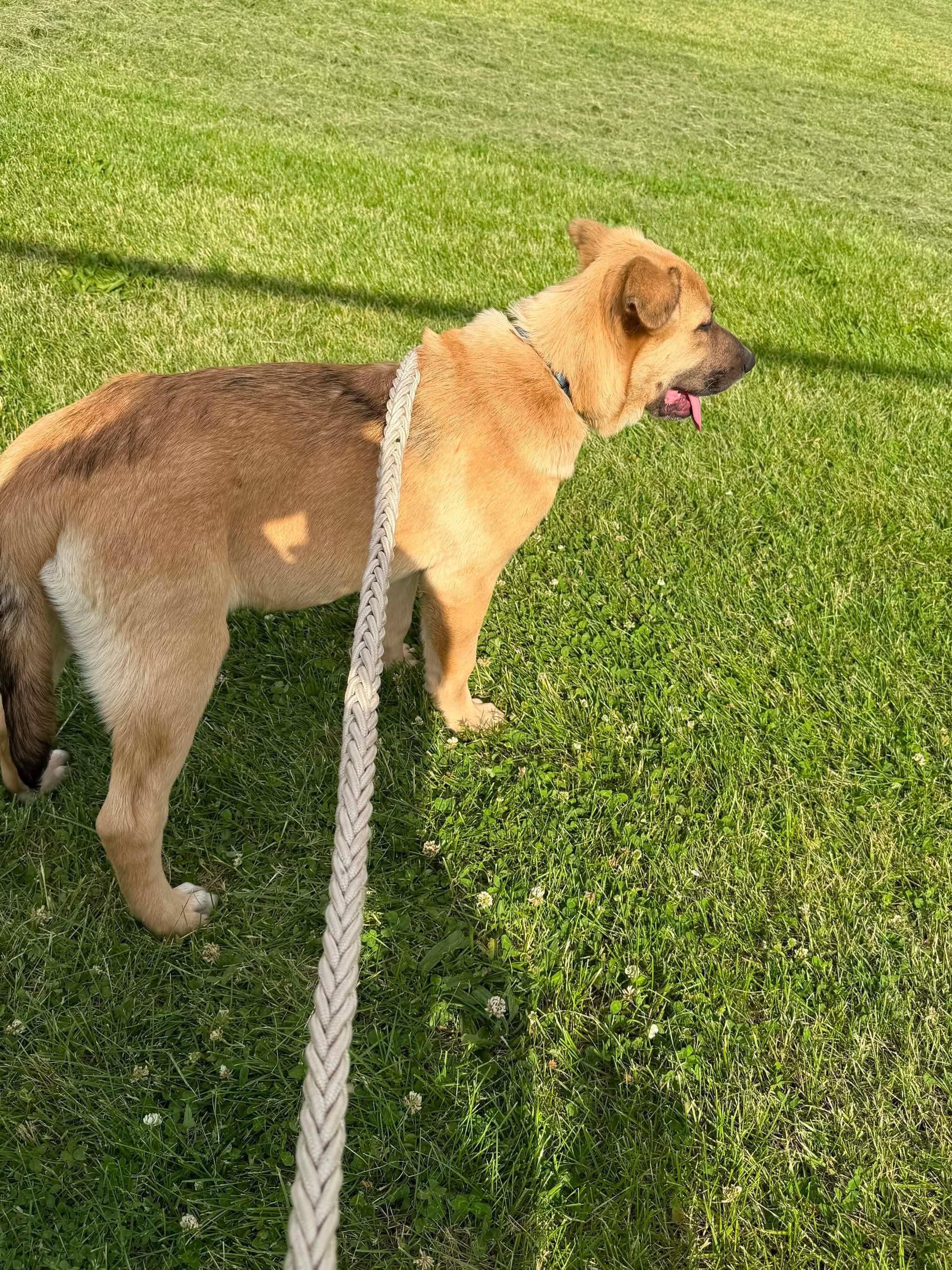 Enlarge Shuckely, an adoption pending mixed breed in Hindsboro, IL image 4/5