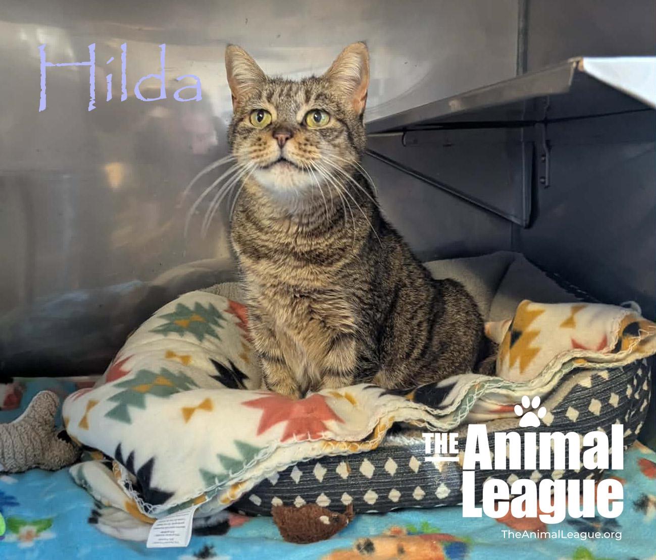 Enlarge Hilda, a Adoptable Domestic Short Hair in Clermont, FL image 4/5
