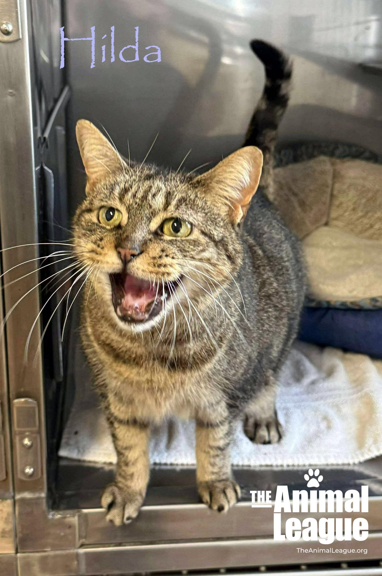 Enlarge Hilda, a Adoptable Domestic Short Hair in Clermont, FL image 2/5