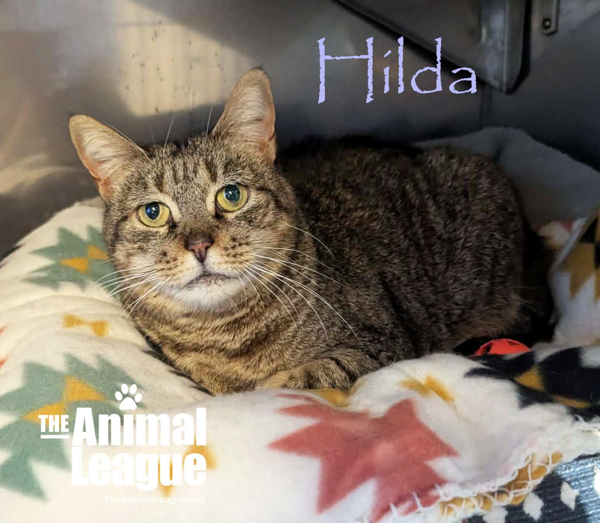 Enlarge Hilda, a Adoptable Domestic Short Hair in Clermont, FL image 5/5