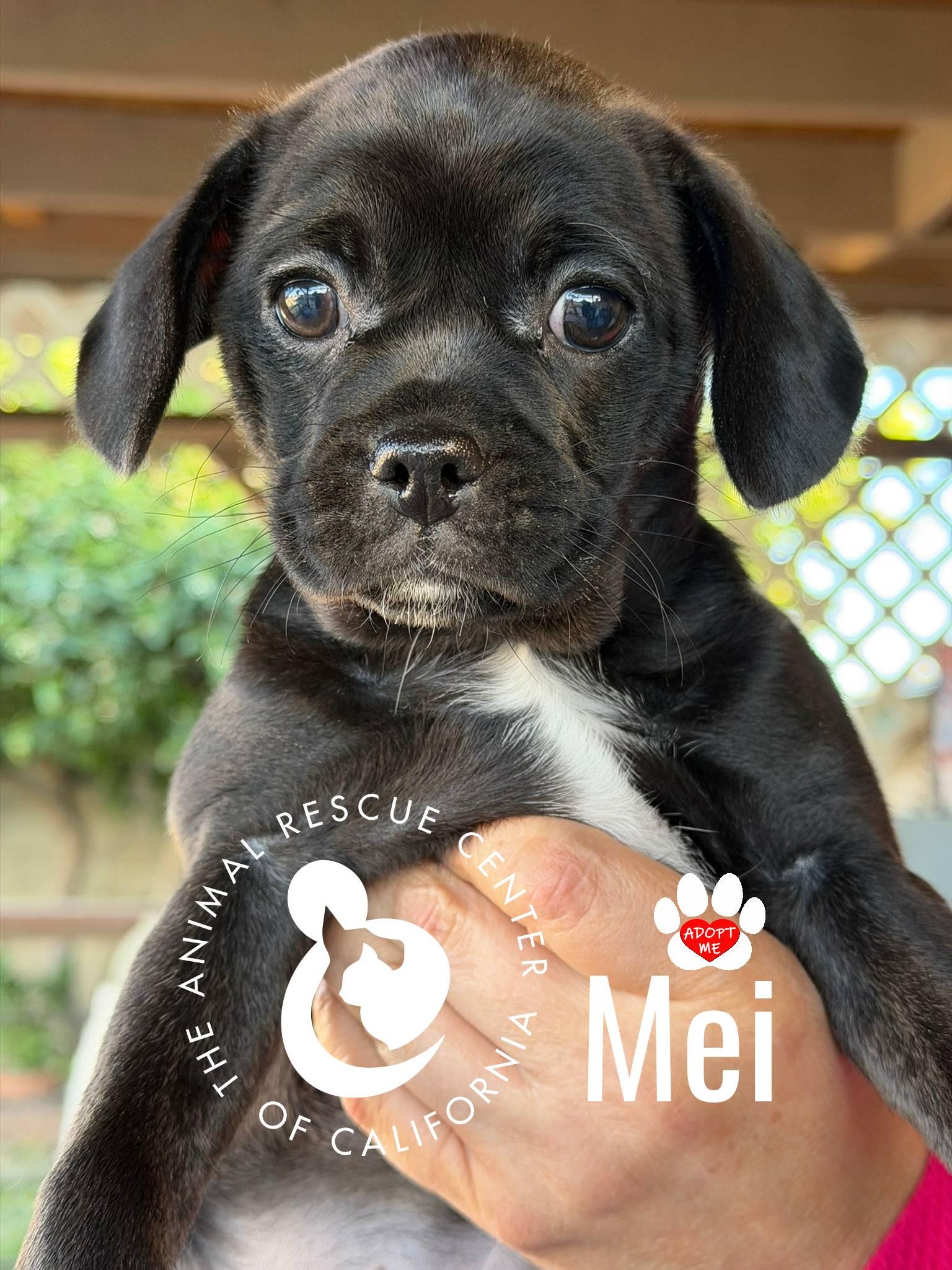 Mei, Adoptable, Puppy Female Pug & Chihuahua.