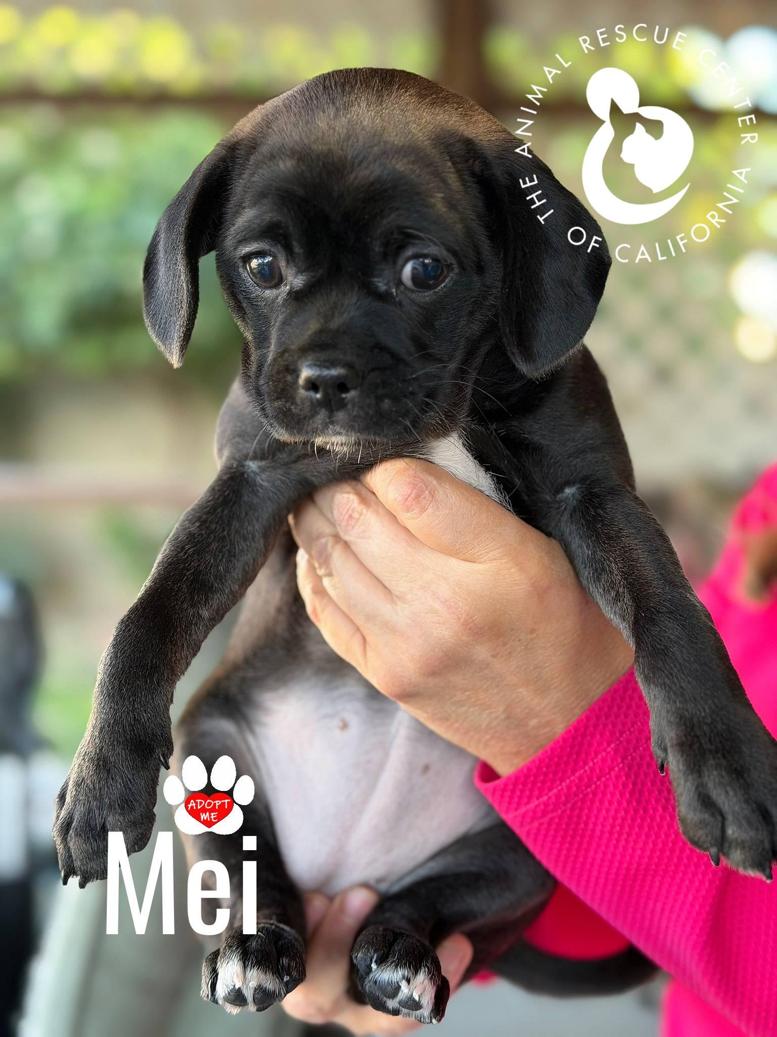 Mei, a Adoptable mixed breed in Coachella, CA image 2/3