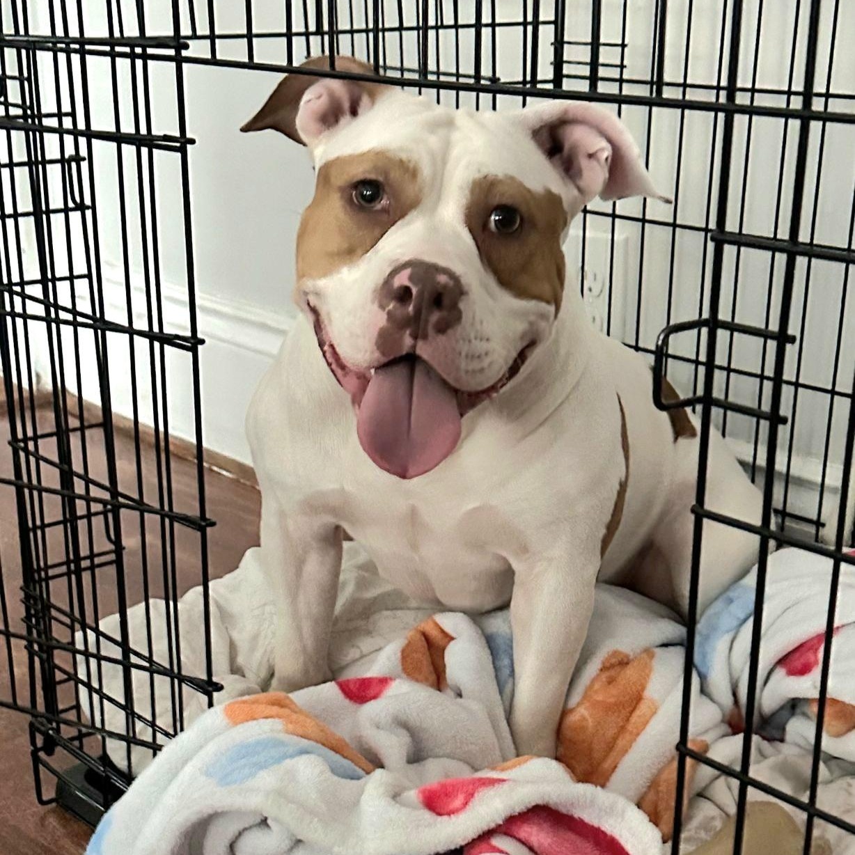 Enlarge COKEY "In Massachusetts: Foster &/or Forever Home Needed", a Adoptable mixed breed in New York, NY image 2/6