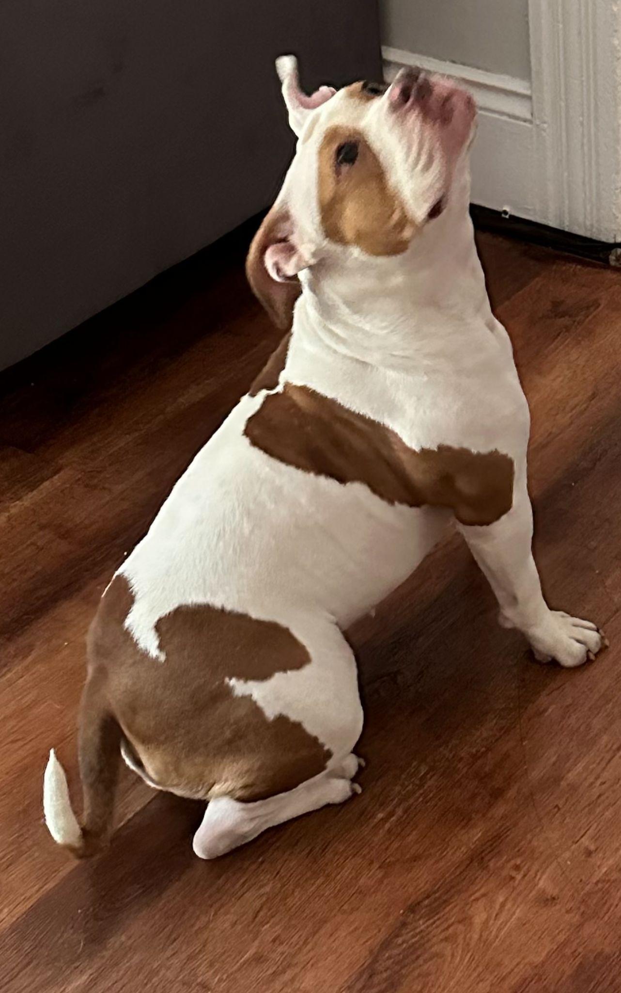 Enlarge COKEY "In Massachusetts: Foster &/or Forever Home Needed", a Adoptable mixed breed in New York, NY image 3/6