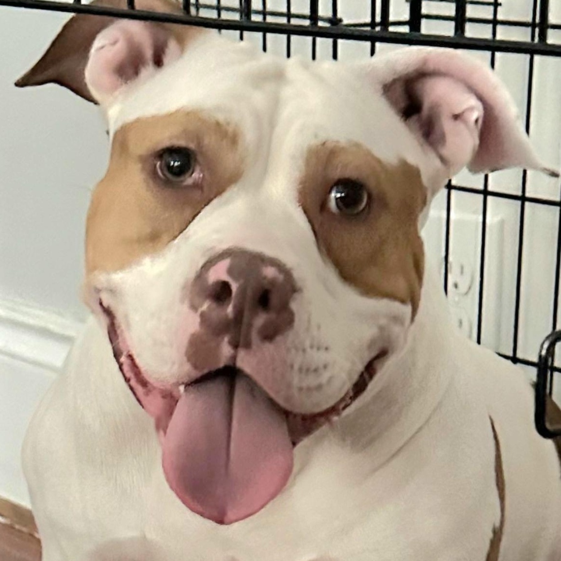 Enlarge COKEY "In Massachusetts: Foster &/or Forever Home Needed", a Adoptable mixed breed in New York, NY image 1/6