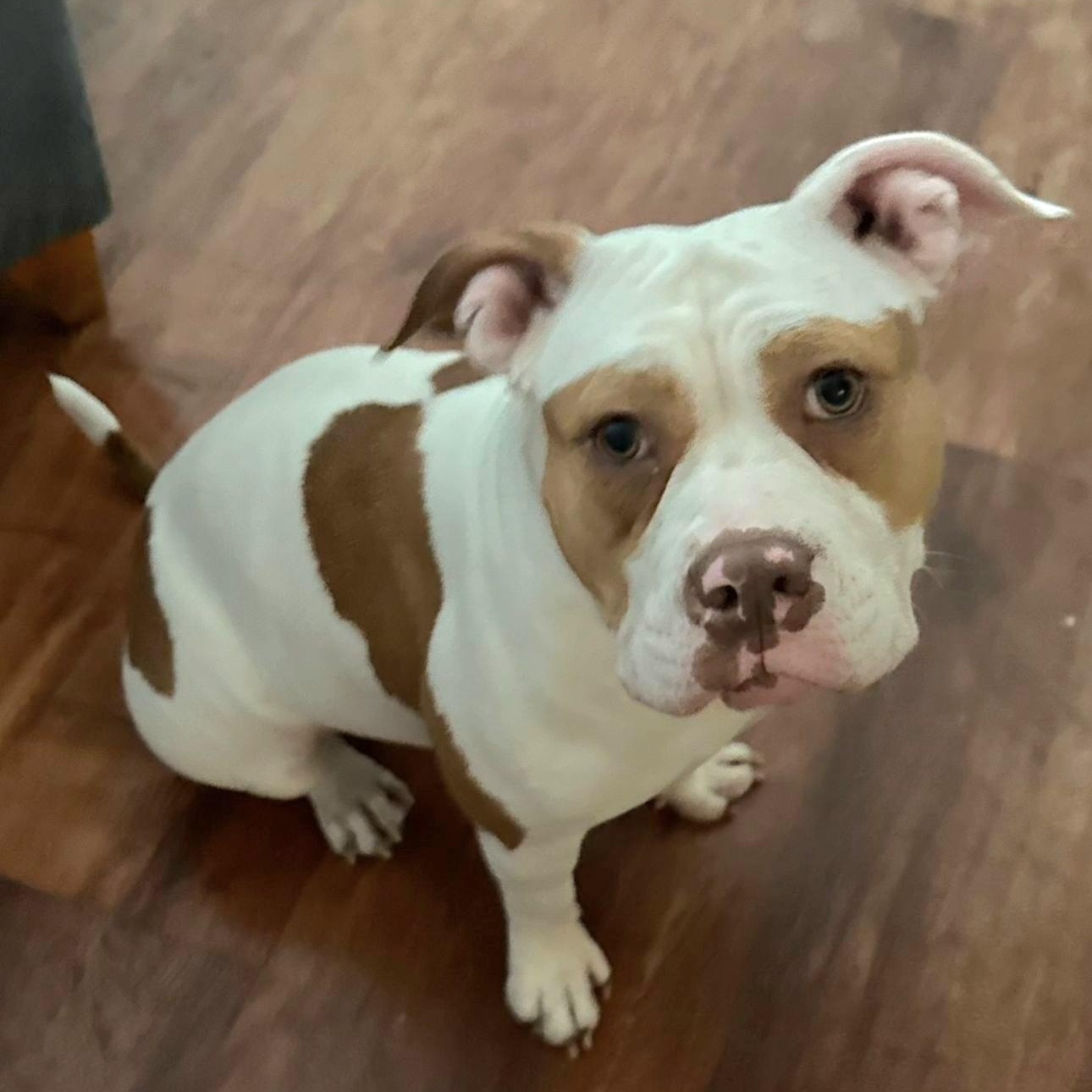 Enlarge COKEY "In Massachusetts: Foster &/or Forever Home Needed", a Adoptable mixed breed in New York, NY image 4/6