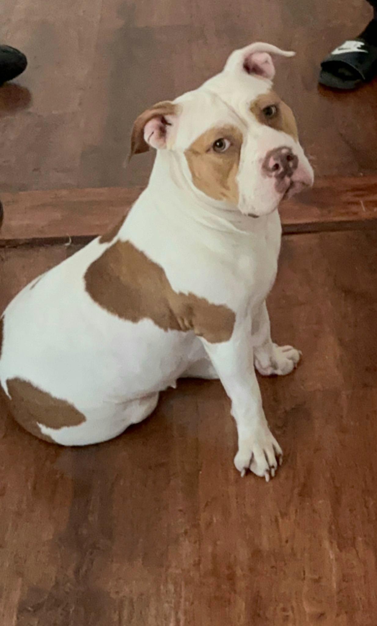 Enlarge COKEY "In Massachusetts: Foster &/or Forever Home Needed", a Adoptable mixed breed in New York, NY image 5/6