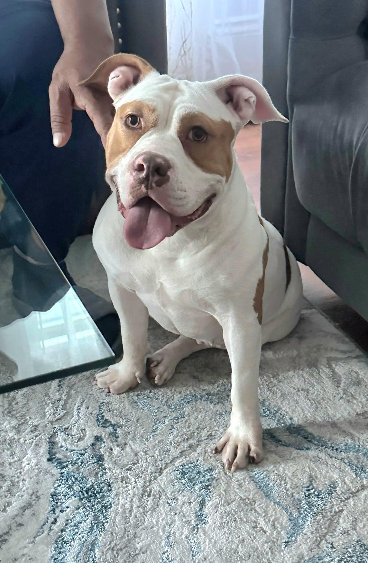 Enlarge COKEY "In Massachusetts: Foster &/or Forever Home Needed", a Adoptable mixed breed in New York, NY image 6/6