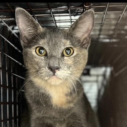 Enlarge Pip, a ADOPTABLE Domestic Short Hair in Houston, TX image 1/2