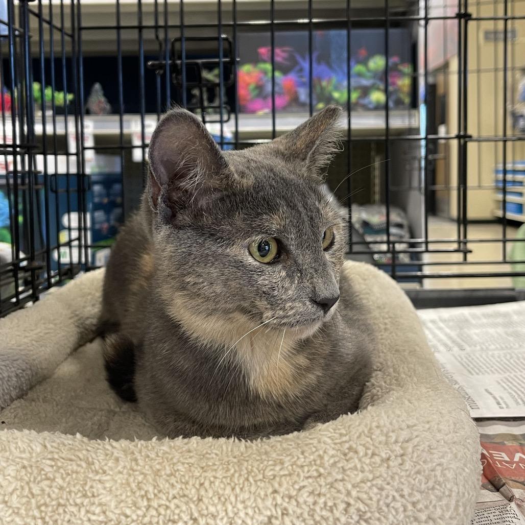 Enlarge Pip, a ADOPTABLE Domestic Short Hair in Houston, TX image 2/2